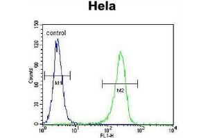 CCNH Antibody (N-term) flow cytometric analysis of Hela cells (right histogram) compared to a negative control cell (left histogram).