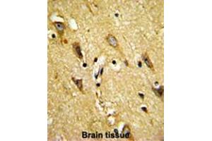 Formalin-fixed and paraffin-embedded human brain reacted with MOBP Antibody (N-term), which was peroxidase-conjugated to the secondary antibody, followed by DAB staining.