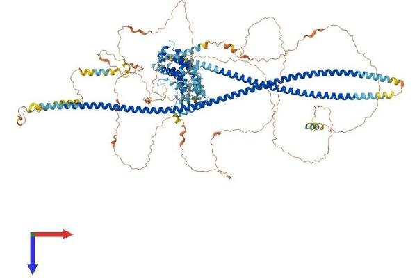 TSC1 Protein (AA 1-1161) (His tag)