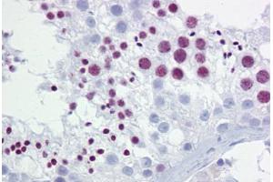Anti-BRD3 antibody IHC staining of human testis. (BRD3 Antikörper  (AA 648-697))