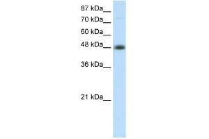 WB Suggested Anti-TFAP2B Antibody   Titration: 2. (TFAP2B Antikörper  (C-Term))