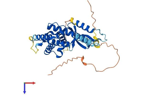 GAS2 Protein (AA 1-314) (His tag)