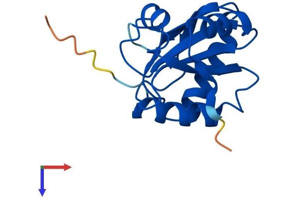 TXNL4B Protein (AA 1-149) (His tag)