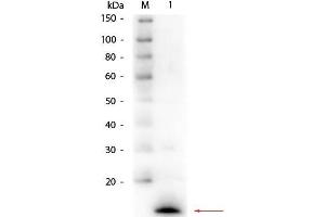Western Blot of Rabbit anti-Lysozyme (Hen Egg White) Antibody. (LYZ Antikörper  (AA 1-129))