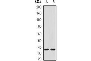 Western blot analysis of SHOX2 expression in NIH3T3 (A), mouse liver (B) whole cell lysates.