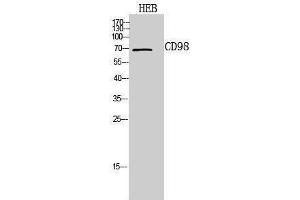 Western Blotting (WB) image for anti-Solute Carrier Family 3 (Activators of Dibasic and Neutral Amino Acid Transport), Member 2 (SLC3A2) (Internal Region) antibody (ABIN3178945) (SLC3A2 Antikörper  (Internal Region))