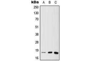 Western blot analysis of MTH1 expression in A549 (A), mouse liver (B), rat brain (C) whole cell lysates. (NUDT1 Antikörper  (N-Term))