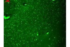 Immunofluorescence staining in human hippocampus with Hcn4 monoclonal antibody, clone S114-10 . (HCN4 Antikörper  (AA 1019-1198))