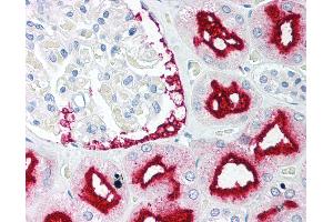 Anti-BAG1 antibody IHC of human kidney. (BAG1 Antikörper  (C-Term))