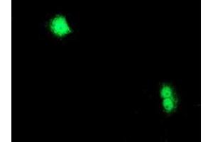 Immunofluorescence (IF) image for anti-Chromosome X Open Reading Frame 26 (CXorf26) antibody (ABIN1497689) (CXorf26 Antikörper)