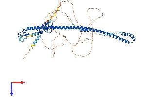 TRIM55 Protein (AA 1-548) (His tag)