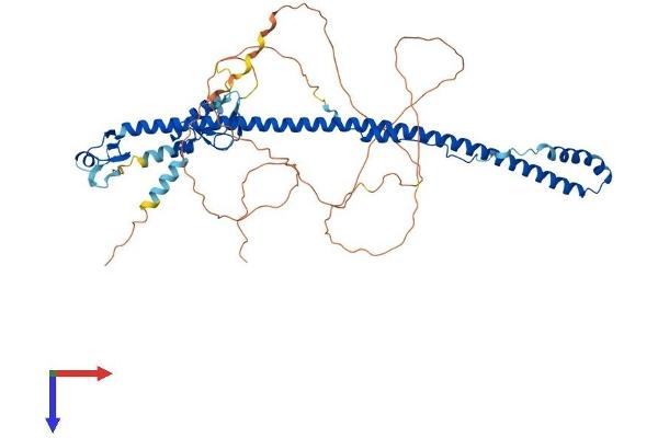 TRIM55 Protein (AA 1-548) (His tag)