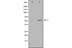 Western blot analysis of extracts from HepG2 cells, using LILRA2 antibody. (LILRA2 Antikörper  (C-Term))