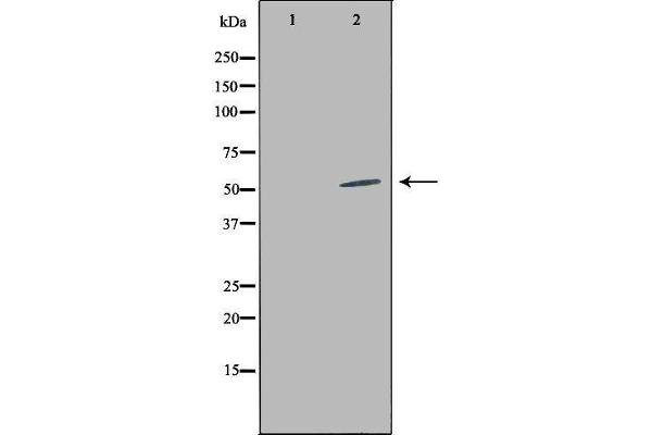 LILRA2 antibody  (C-Term)