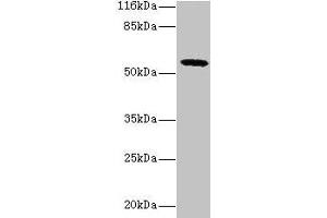 Western blot All lanes: GDAP2 antibody at 2 μg/mL + MCF-7 whole cell lysate Secondary Goat polyclonal to rabbit IgG at 1/10000 dilution Predicted band size: 57 kDa Observed band size: 57 kDa