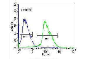 Flow cytometric analysis of 293 cells (right histogram), compared to a negative control cell (left histogram), was performed with KLK7 polyclonal antibody  and FITC-conjugated goat-anti-rabbit secondary antibody. (Kallikrein 7 Antikörper  (C-Term))