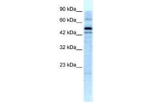 WB Suggested Anti-SALF Antibody Titration: 5.