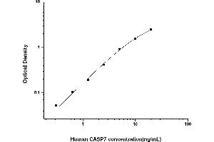 Caspase 7 ELISA Kit