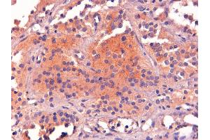 ABIN185387 (2µg/ml) staining of paraffin embedded Human Pituitary Gland. (POMC Antikörper  (C-Term))
