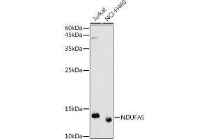 Western blot analysis of extracts of various cell lines, using NDUF antibody (ABIN7268804) at 1:1000 dilution. (NDUFA5 Antikörper  (AA 1-116))