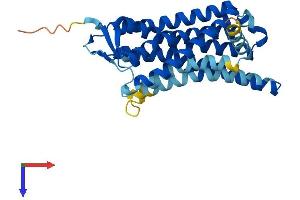 Olfactory Receptor, Family 52, Subfamily D, Member 1 (OR52D1) (AA 1-318) protein (His tag)