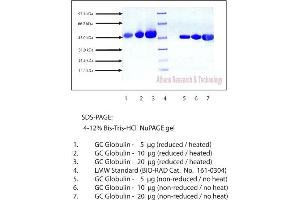 Gel Scan of GC-Globulin, Human Plasma, Mixed Type (Vitamin D Binding Protein)  This information is representative of the product ART prepares, but is not lot specific.