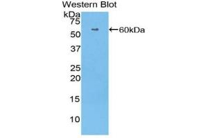 Detection of Recombinant HRG, Human using Polyclonal Antibody to Histidine Rich Glycoprotein (HRG) (HRG Antikörper  (AA 18-254))