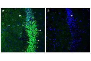 Expression of SLC6A15 in mouse hippocampus. (SLC6A15 Antikörper  (C-Term, Intracellular))