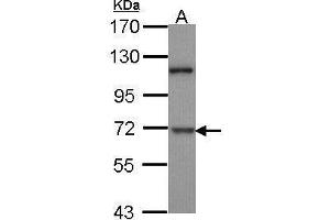 WB Image Sample (30 ug of whole cell lysate) A: H1299 7. (DYRK1B Antikörper  (N-Term))