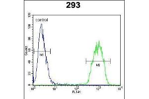 Flow cytometric analysis of 293 cells (right histogram) compared to a negative control cell (left histogram). (C-JUN Antikörper  (C-Term))