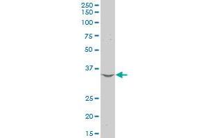 CD274 polyclonal antibody (A01), Lot # RNA0050722JC01 Western Blot analysis of CD274 expression in Hela S3 NE . (PD-L1 Antikörper  (AA 141-240))