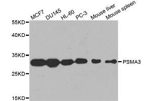 Western Blotting (WB) image for anti-Proteasome Subunit Alpha Type 3 (PSMA3) (AA 1-255) antibody (ABIN3021835)