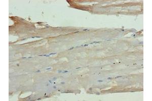 Immunohistochemistry of paraffin-embedded human skeletal muscle tissue using ABIN7163920 at dilution of 1:100 (KCNK13 Antikörper  (AA 292-408))