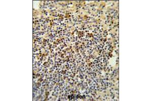 Formalin-fixed and paraffin-embedded human spleen tissue reacted with BAT4 Antibody , which was peroxidase-conjugated to the secondary antibody, followed by DAB staining.