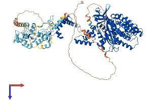 RAG1 Protein (AA 1-1043) (His tag)