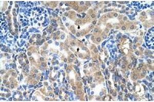 Immunohistochemical staining (Formalin-fixed paraffin-embedded sections) of human kidney with ABP1 polyclonal antibody  at 4-8 ug/mL working concentration. (DAO Antikörper  (C-Term))