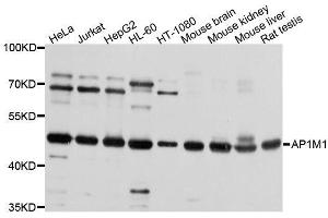 Western blot analysis of extracts of various cell lines, using AP1M1 antibody. (AP1M1 Antikörper  (AA 1-160))