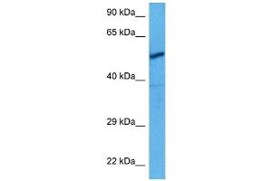 Host:  Rat  Target Name:  CHRNA3  Sample Tissue:  Rat Skeletal Muscle  Antibody Dilution:  1ug/ml (CHRNA3 Antikörper  (N-Term))