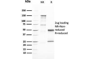 SDS-PAGE Analysis Purified GATA-3 Mouse Monoclonal Antibody (GATA3/2446). (GATA3 Antikörper  (AA 357-436))