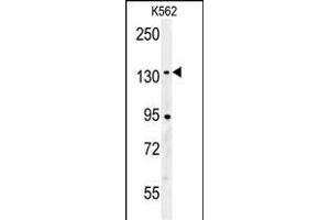 CILP2 Antibody (Center) (ABIN652088 and ABIN2840543) western blot analysis in K562 cell line lysates (35 μg/lane).