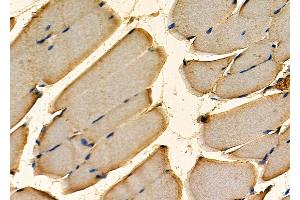 ABIN7093981 and ABIN7098025 at 1/100 staining Mouse kidney tissue by IHC-P. (R-Spondin 3 Antikörper  (Internal Region))
