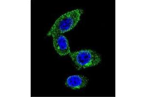 Immunofluorescence (IF) image for anti-Sorbin and SH3 Domain Containing 1 (SORBS1) (AA 869-896), (Middle Region) antibody (ABIN954882)