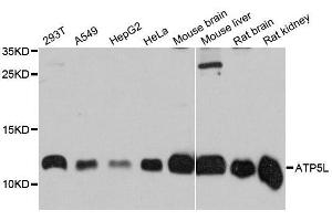 Western blot analysis of extracts of various cell lines, using ATP5L antibody (ABIN5996596) at 1:3000 dilution. (ATP5L Antikörper)