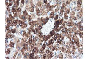 Immunohistochemical staining of paraffin-embedded Human liver tissue using anti-CYP1A2 mouse monoclonal antibody. (CYP1A2 Antikörper)