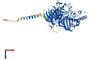 Protein Structure (PS) image for Dopamine beta-Hydroxylase (Dopamine beta-Monooxygenase) (DBH) (AA 1-622) protein (His tag) (ABIN7557817)