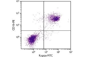 BALB/c mouse splenocytes were stained with Rat Anti-Mouse Kappa-FITC. (Ratte anti-Maus Immunoglobulin kappa Chain Complex (Igk) Antikörper)