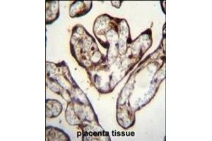 PYGO1 Antibody (C-term) (ABIN656121 and ABIN2845460) immunohistochemistry analysis in formalin fixed and paraffin embedded human placenta tissue followed by peroxidase conjugation of the secondary antibody and DAB staining. (PYGO1 Antikörper  (C-Term))