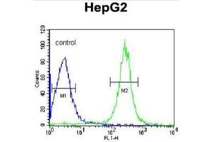 ANGPTL4 Antibody (Center) flow cytometric analysis of HepG2 cells (right histogram) compared to a negative control cell (left histogram). (ANGPTL4 Antikörper  (Middle Region))
