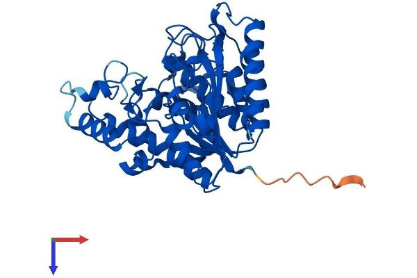 HDAC8 Protein (AA 1-377) (His tag)