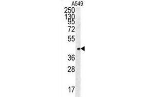 Western Blotting (WB) image for anti-Follistatin-Like 1 (FSTL1) antibody (ABIN2995700) (FSTL1 Antikörper)